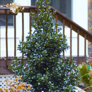 Blue Stallion Holly Multifunctional Evergreen