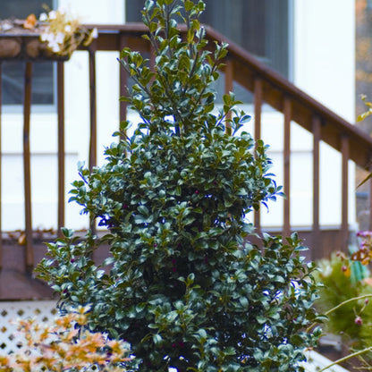 Blue Stallion Holly Multifunctional Evergreen