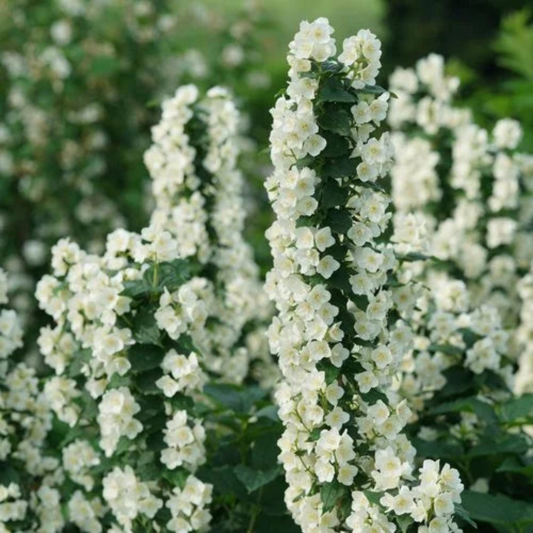 Mock Orange Flowering Shrub