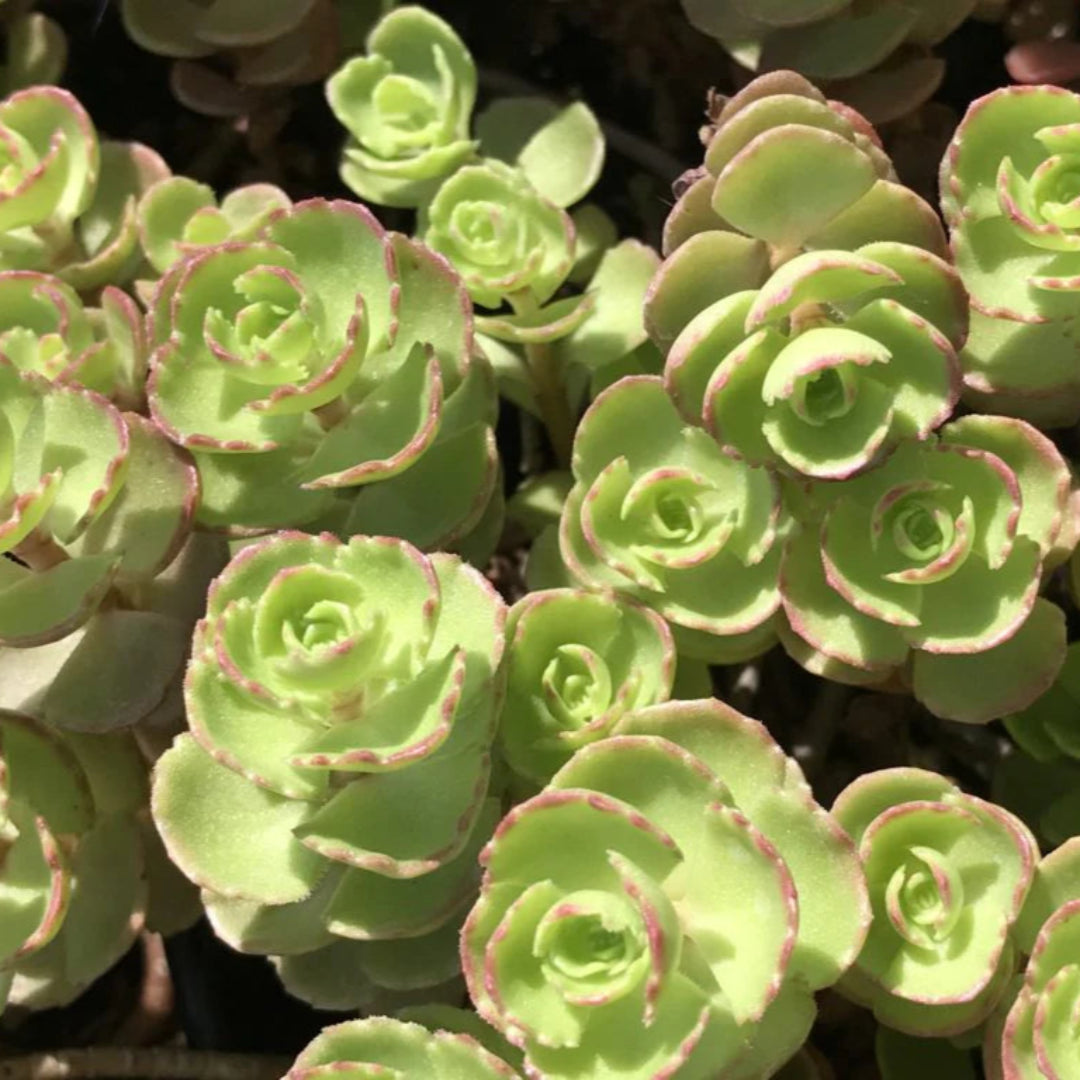 Sedum spurium &