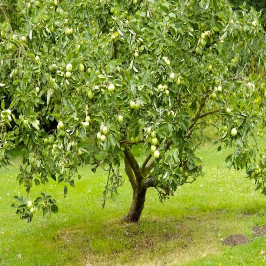 Close-up of Granny Smith apples on branch
