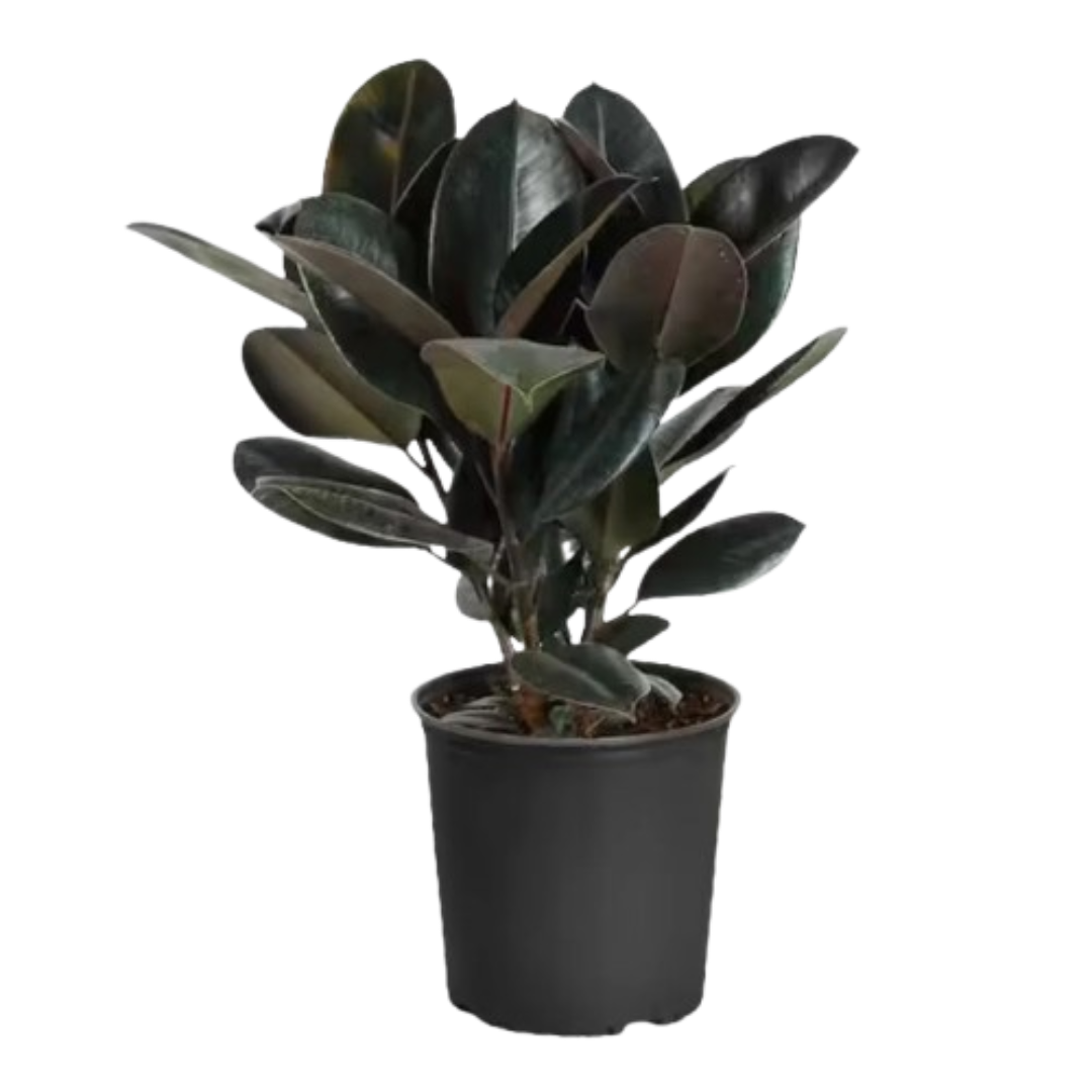 Rubber Plant (Indoor Plant)
