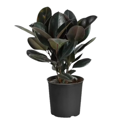 Rubber Plant (Indoor Plant)