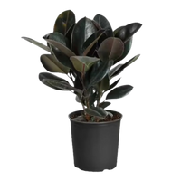 Rubber Plant (Indoor Plant)