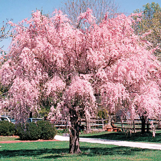Ornamental pink weeping cherry tree garden landscape view