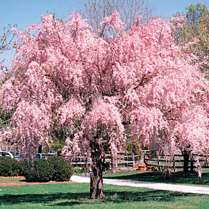 Ornamental pink weeping cherry tree garden landscape view