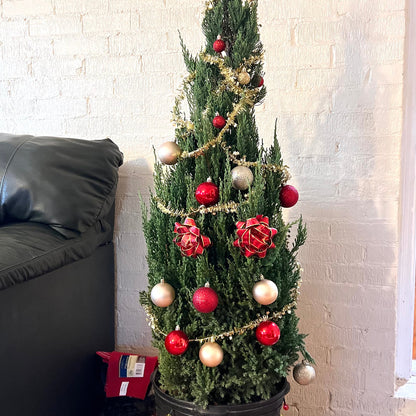 Green Giant Thuja Christmas Tree