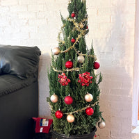 Green Giant Thuja Christmas Tree