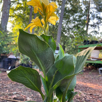 Canna Cannova Yellow Canna Lily plant with bright yellow tropical flowers in garden