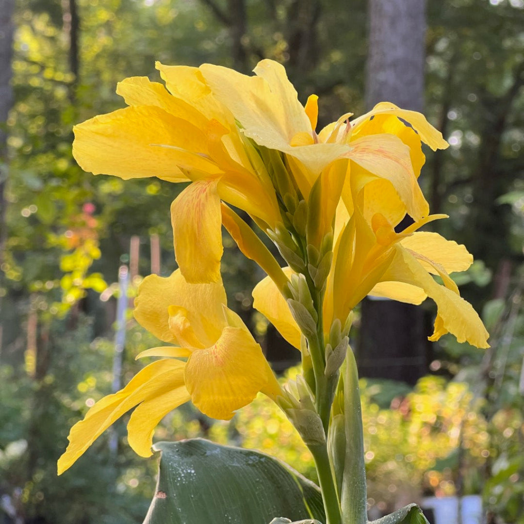 Canna Cannova Yellow Lily Shrub - [EG]