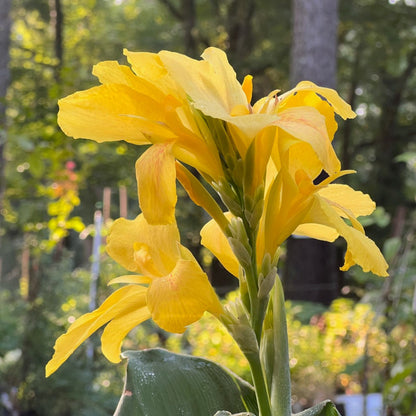 Canna Cannova Yellow Lily Shrub - [EG]