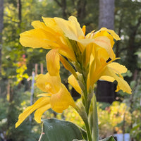Yellow Canna Lily Cannova variety blooming outdoors in landscape bed