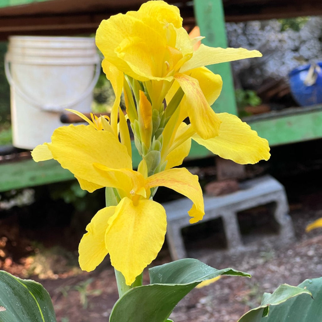 Canna Cannova Yellow Lily Shrub - [EG]