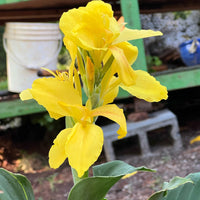 1 gallon Canna Cannova Yellow Lily plant showing vibrant summer blooms