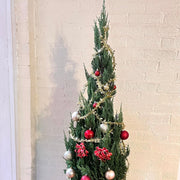 Green Giant Thuja Christmas Tree