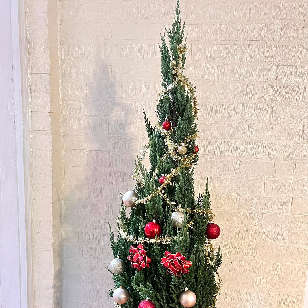 Green Giant Thuja Christmas Tree