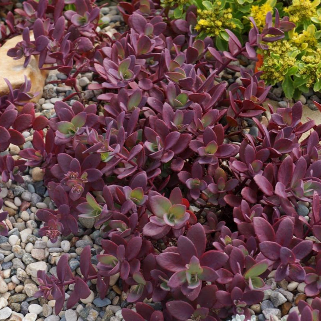 Sedum SunSparkler ® &