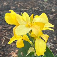 Tropical Canna Lily yellow flowers growing in full sun garden area