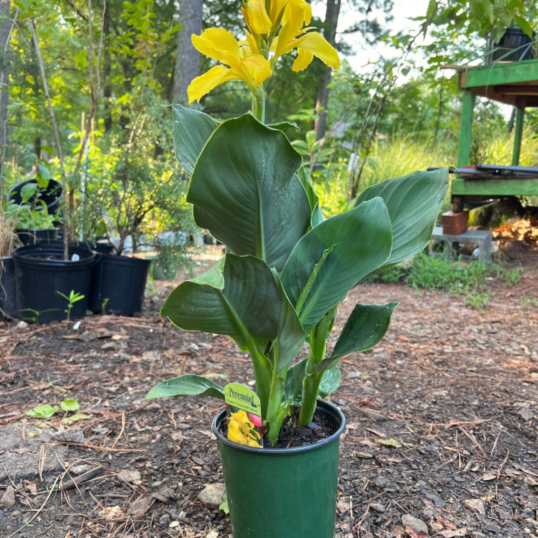 Canna Cannova Yellow Lily Shrub - [EG]
