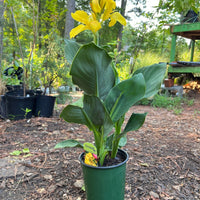 Cannova Yellow Canna Lily ornamental flowering plant for outdoor gardens