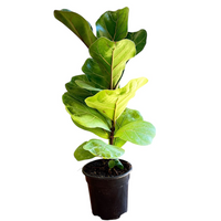 Fiddle Leaf Fig Tree (Live Indoor Plant)