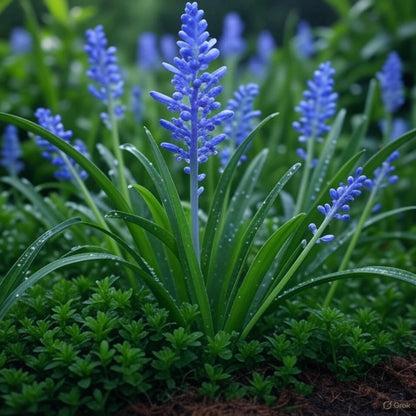 Liriope Muscari Big Blue