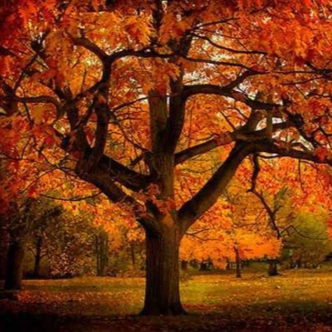 Red Oak Tree