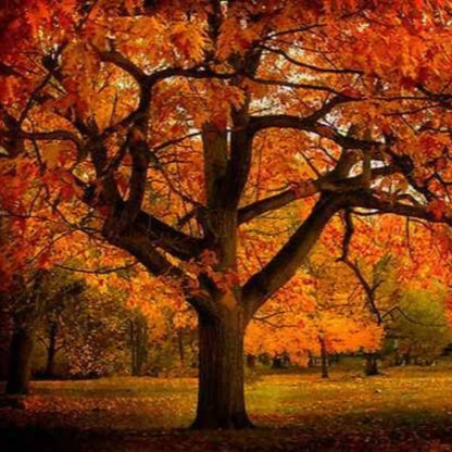 Red Oak Tree