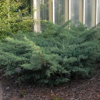 Grey Owl Juniper