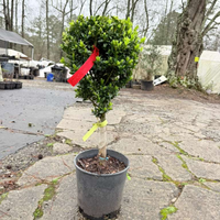 Topiary boxwood