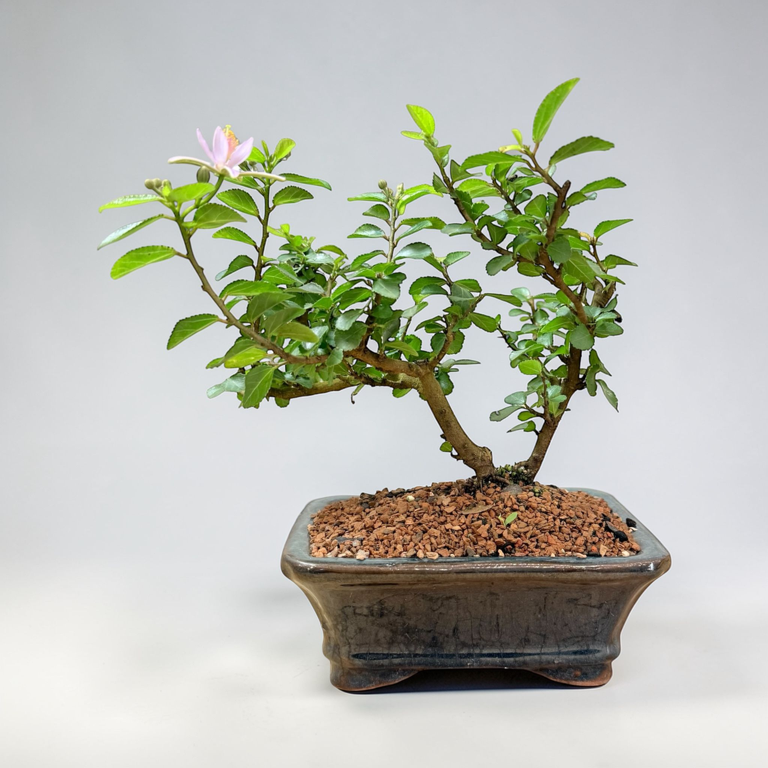 bonsai tree flower pots Lavender Star Live Bonsai Tree in small ceramic Planter