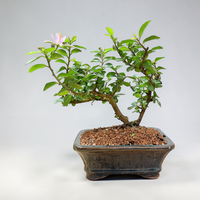 Lavender Star Live Bonsai Tree in small ceramic Planter