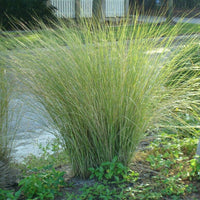 Sand Cord Grass