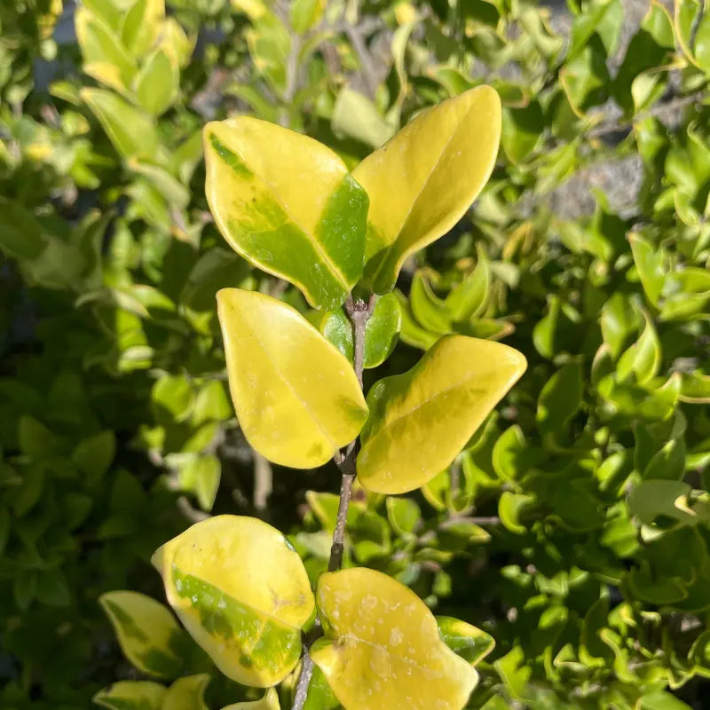 Goldtip Ligustrum