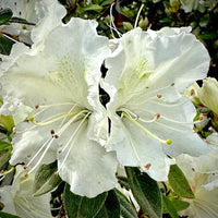 Autumn Starlite Encore Azale