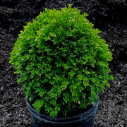 Green Velvet Boxwood