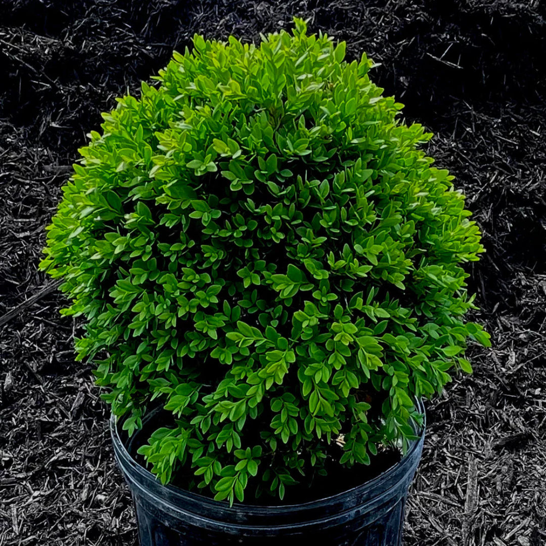 Green Velvet Boxwood ( Black Friday Sale )