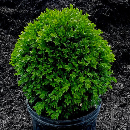 Green Velvet Boxwood ( Black Friday Sale )