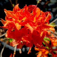 Gibraltar Azalea deciduous shrub blooming in spring
