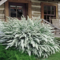 Snowmound' Spirea