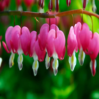 Dicentra spectabilis Bleeding Heart