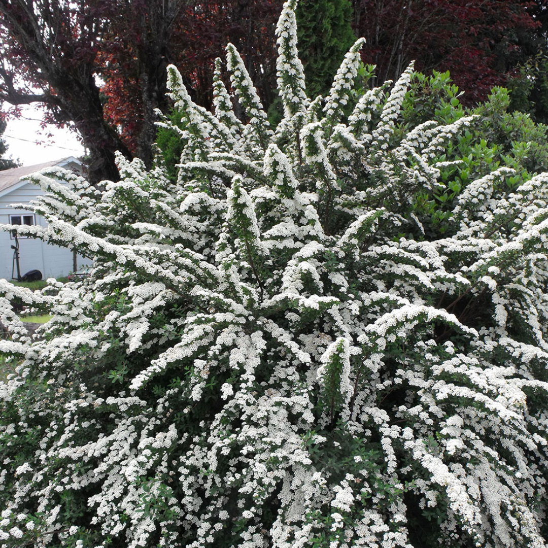 Snowmound&