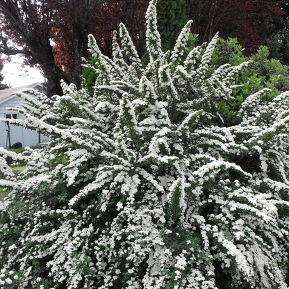 Snowmound&