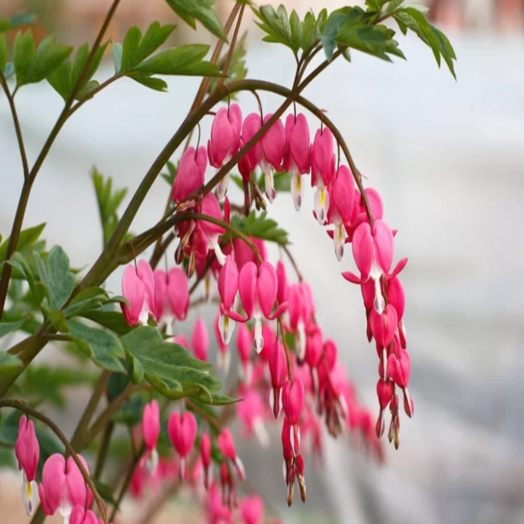 Dicentra spectabilis Bleeding Heart