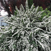 Snowmound' Spirea