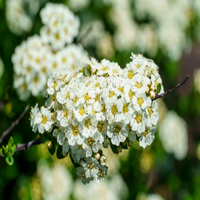 Snowmound' Spirea
