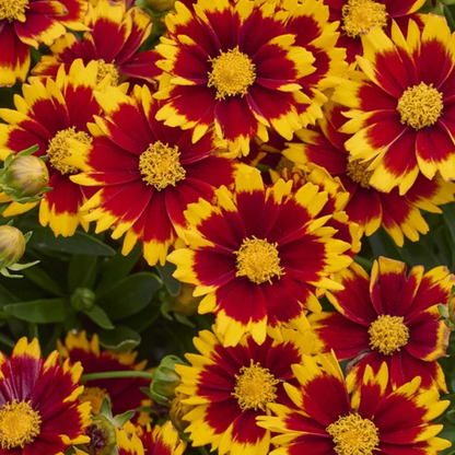 Coreopsis hybrida &