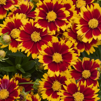Coreopsis hybrida 'Uptick Red' - [EG]