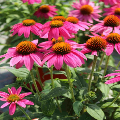 Echinacea purpurea &