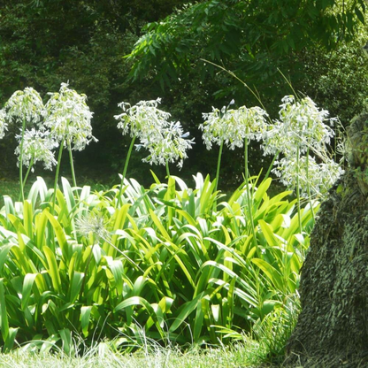 Agapanthus Getty White